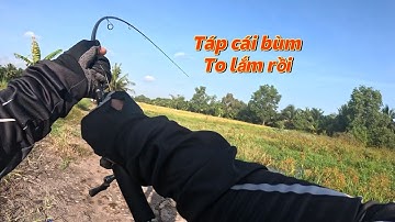 Câu lure cá lóc tân Phước tiền Giang - quá gió và nắng, cá to chất lượng