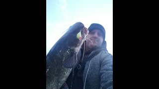 Улов на сом на река Марица в студен и ветровит ден / Catfish catch on a lure