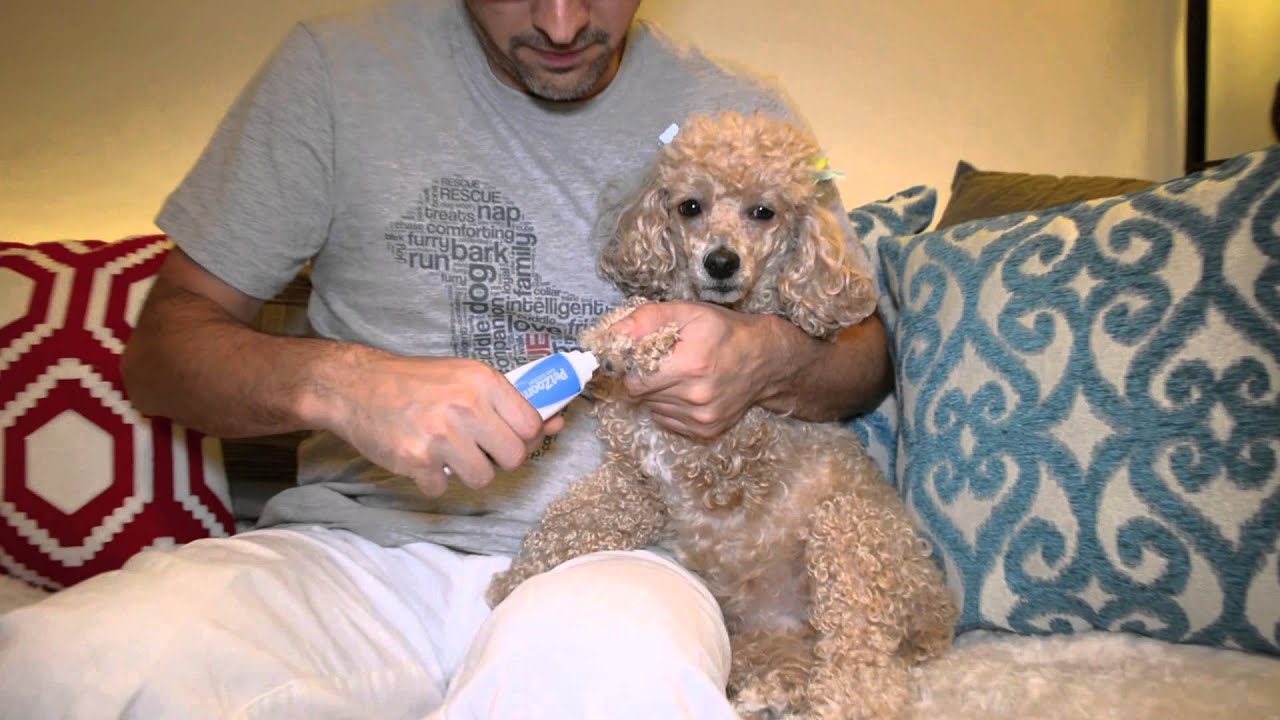 camera iphone 8 plus apk PetZoom Nail Groomer For Dogs & Cats