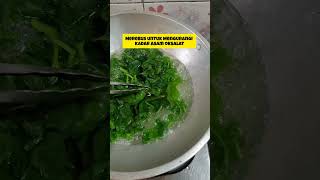 Download Lagu Cara Mudah dan Sehat Konsumsi Bayam Brazil MP3