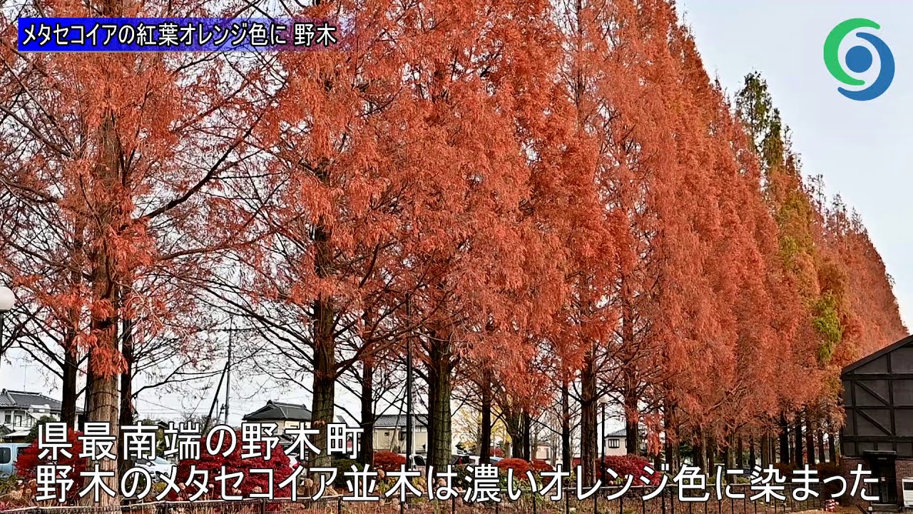 異国情緒あふれる紅葉 野木のメタセコイア並木 動画 地域の話題 動画 県内主要 下野新聞 Soon ニュース とちぎの紅葉 下野新聞 Soon スーン