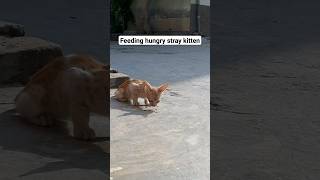 I fed this hungry stray kitten | Ginger Kitten video | Kitten video | Stray cats of Pakistan