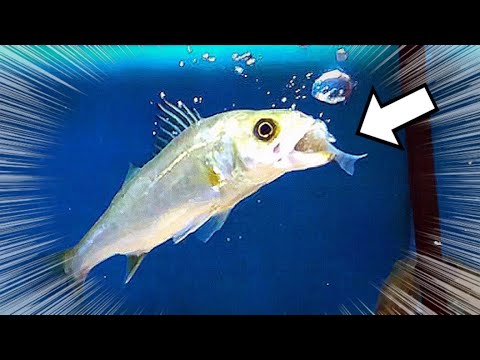 If you add a lot of 100 yen 〇〇 to a tank with sea bass