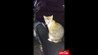 #miau #michy #gatos #cat #policeinvestigation #mascotas #animales #videoshorts #america #motos