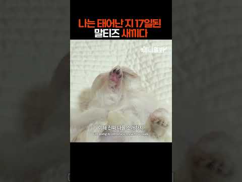 나는 태어난 지 17일된 말티즈 새끼다 [애니멀봐 나새끼 47호]  #애니멀봐 #shorts