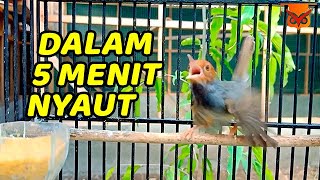 🔴 1JAM SUARA PIKAT PRENJAK GACOR DOR 100% AMPUH BIKIN NYAMBER NYAUT BUNYI PRENJAK APAPUN❗️