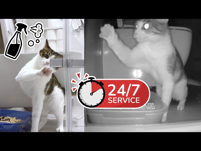 24/7 Cat Cleaning