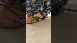Bird Diaper Design – A Clever Solution for Pet Birds