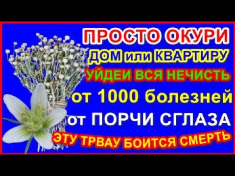 ОТ 1000 БОЛЕЗНЕЙ ЭТОЙ ТРАВЫ БОИТСЯ ДАЖЕ СМЕРТЬ ИЗГОНЯЕТ ВСЮ НЕЧЕСТЬ ИЗ ДОМА ЗАЩИТА ОТ СГЛАЗА И ПОРЧИ