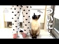 【奇跡】長女にだけはぜっっったいに懐かなかった猫が、ついに…