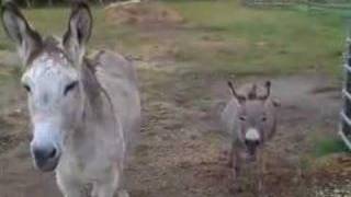 Noisy Donkeys