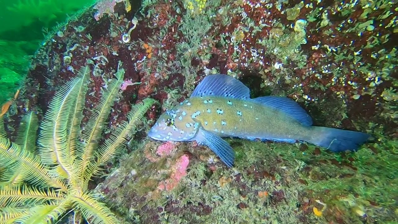 Whytecliff Park Scuba Dive