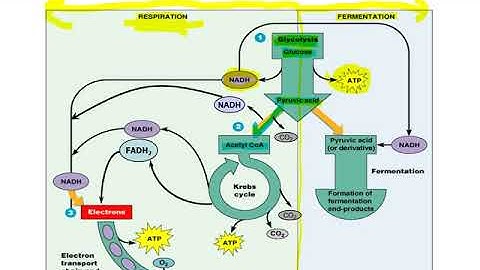 Microbiology - Microbial Metabolism Lecture 5 Part 1