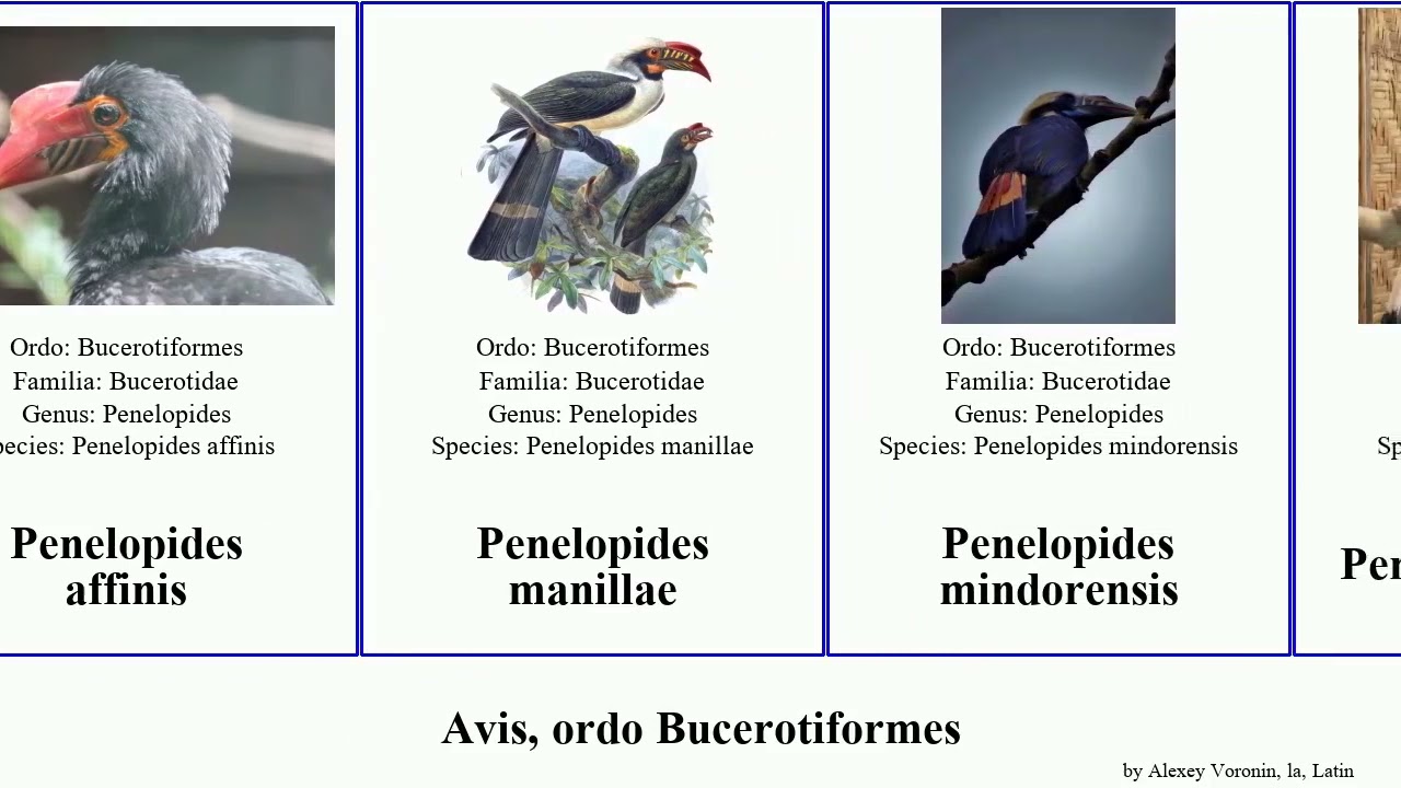 Avis, ordo Bucerotiformes tockus anthracoceros bycanistes rhyticeros phoeniculus penelopides upupa