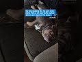 Being cute is a full-time job. 😂🥰 #sir_macksimus #bulldog #sleepydog #tired #englishbulldog