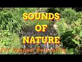 Nature Sounds Of Waterfall With Birds Singing / Relaxation / Meditation / Study / Sleep
