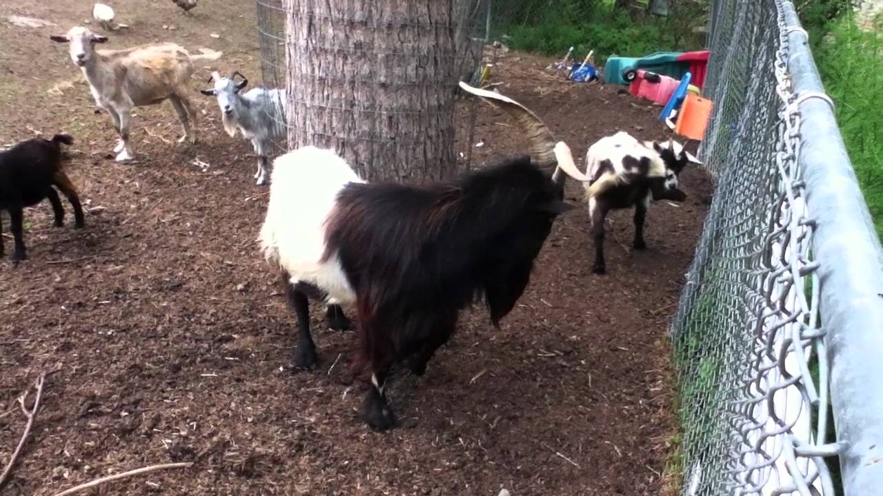 pygmy goats YouTube