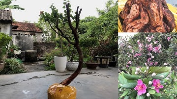 Sim rừng dáng 1 thân lắc tay cành đẹp.bệ u bướu.Hoa bạn và tôi