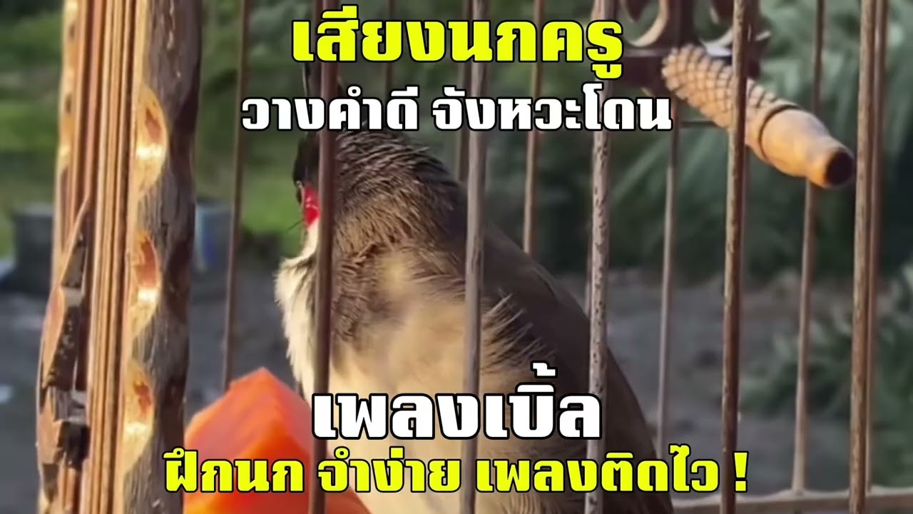 เสียงนกกรงหัวจุก เพลงเบิ้ล ฝึกนกจำง่ายเพลงติดไว วางคำดีจังหวะโดน! #เสียงนกครู #เสียงนกเบิ้ล