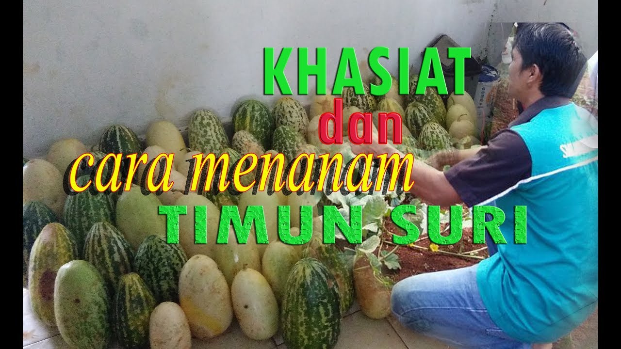 Khasiat & Cara Menanam Timun Suri Sampai Panen 