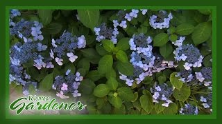 Historic Whitehall-Louisville's Estate Garden | Volunteer Gardener