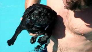 Layla Pug swimming 4 (air swimming)