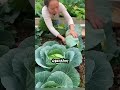 الزراعة بدون نفايات كيف يحو ل هذا المزارع التايلاندي القمامة إلى أموال الزراعة بدون نفايات كيف يحو ل هذا المزارع التايلاندي القمامة إلى أموال