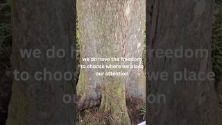 A Peaceful Walk Through Corkscrew Swamp Sanctuary