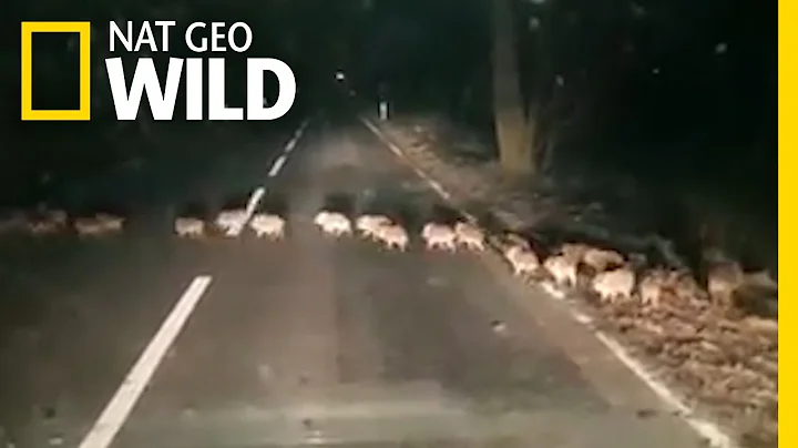 Why Did the Baby Boars Cross the Road? | Nat Geo Wild