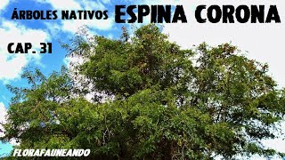 Árboles Nativos de Argentina - Espina Corona (Gleditsia amorphoides) - Cap. 31