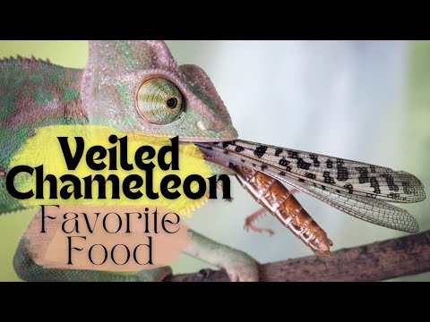 Can Chameleons Eat Fruit? Unveiling the Truth About Their Diet!