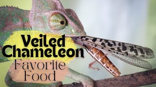 What Do Veiled Chameleons Eat In The Wild? 7 Of Their Favorite Foods