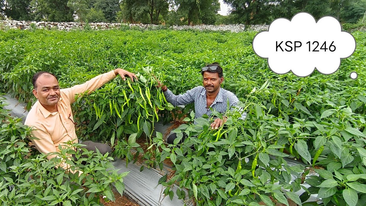 KSP 1246 Bhagwanpura Amet Rajsamand - YouTube
