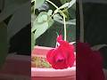 Good morning#shortsviral#shorts#shortsfeed#shortsyoutube#youtubeshort#nature#rose #goodmorning