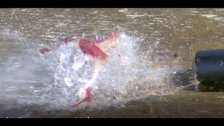 Shooting Grapes and strawberry in slow motion Chronos 1.4  at 10,000 FPS !