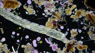SWIFT microscope stellar1 Insect larva 4x objective