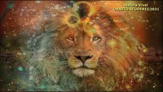 Lion Heart Sparrows 2021 - Nikon D500 & Nikkor 500Mm Pf