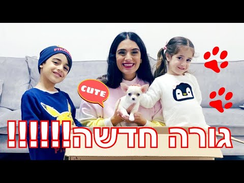 וִידֵאוֹ: כיצד למנות כלב צ'יוואווה