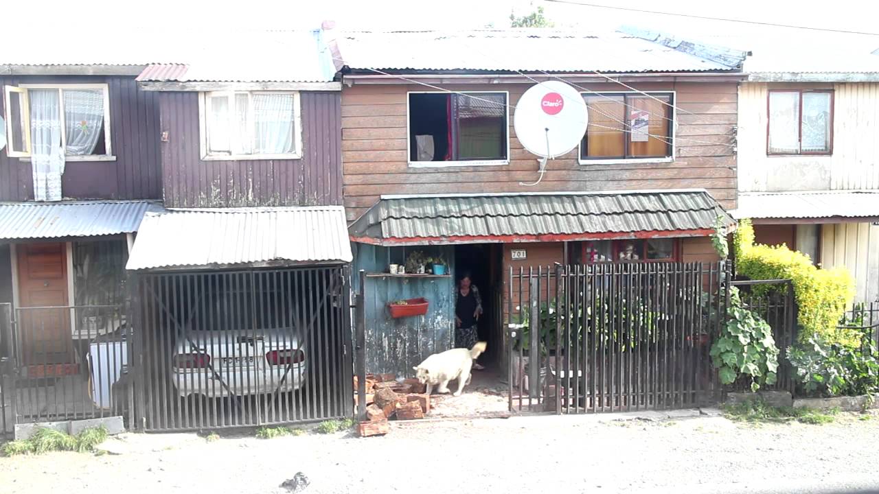 perro entra leña en Puerto Montt