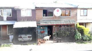 perro entra leña en Puerto Montt