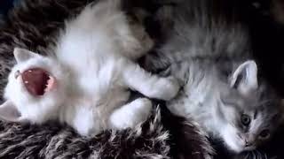 Cat screaming gif