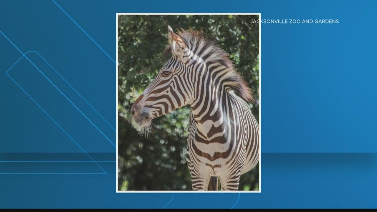 New zebra at Jacksonville Zoo and Gardens YouTube