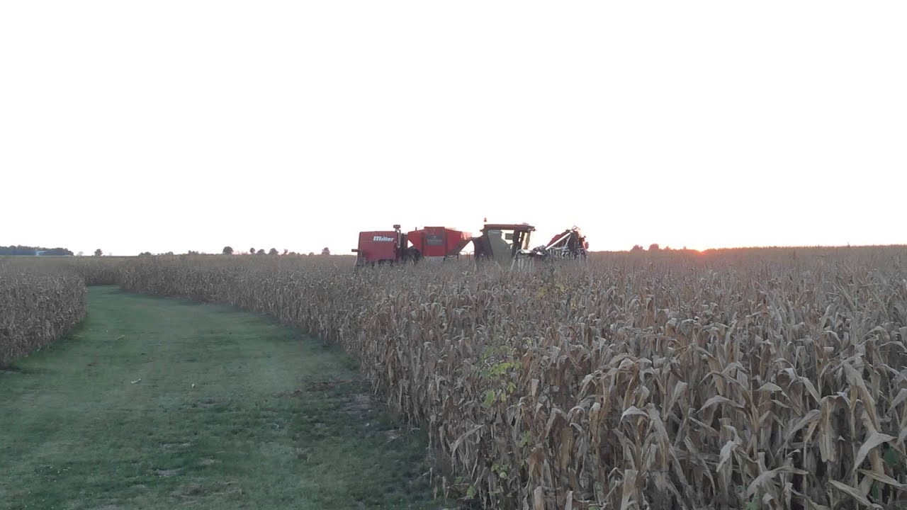 Max Cover Crop Solutions High Boy Seeder Cover Crop application - Standing Corn