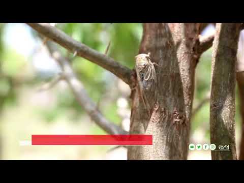 الصروخ حشرة دخول موسم القيظ في سلطنة عمان