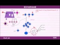 حصيلة: آليات الاستجابة المناعتية النوعية