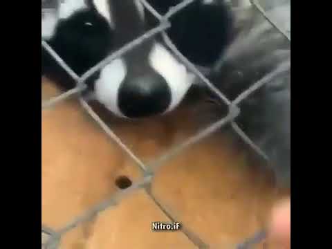 raccoon gets tacos - YouTube