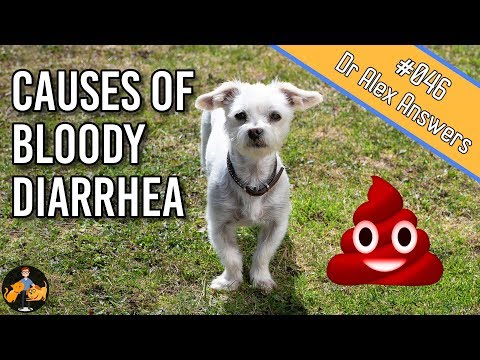 Vídeo: Dog Pooping Blood? Aqui Está O Porquê E O Que Fazer