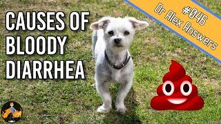 Why is there Blood in Your Dog's Stool?  Dog Health Vet Advice
