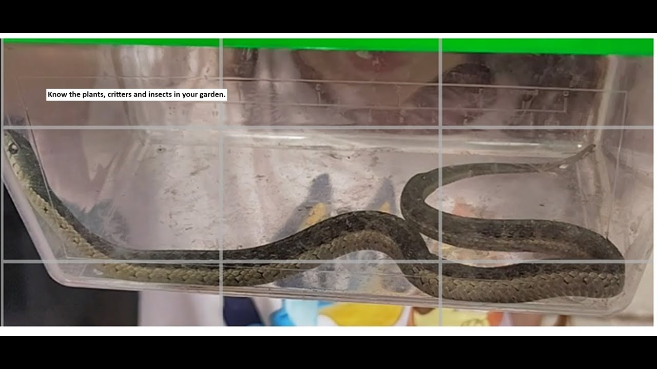 Hazards in the garden!!!  Know your area!