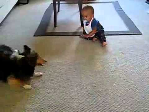 Cute Dog Plays With Baby